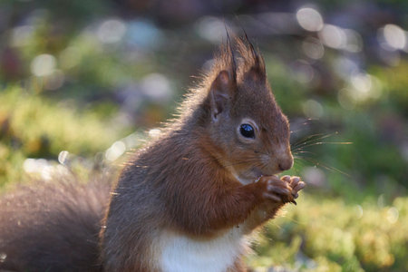 Red Squirrel (Sciurus vulgaris) eating a nut in woodland during winter in the highlands of Scotland, United Kingdom.の写真素材
