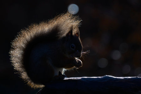 Red Squirrel (Sciurus vulgaris) eating a nut in woodland during winter in the highlands of Scotland, United Kingdom.の写真素材