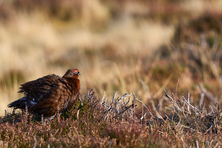 Red Grouse (Lagopus lagopus) on a grouse moor in the highlands of Scotland, United Kingdom.の写真素材