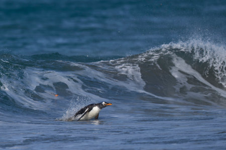 Gentoo penguin (Pygoscelis papua) coming in to land on a waveの写真素材