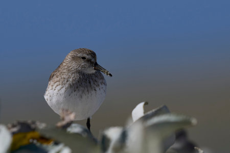 White-rumped Sandpiper (Calidris fuscicollis) searching for food along the coast of Sea Lion Island in the Falkland Islandsの写真素材