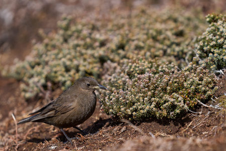 Cape Thrush (Sturnus vulgaris) on the ground