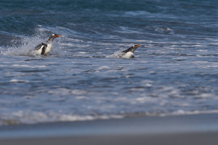 Gentoo Penguins (Pygoscelis papua) coming ashore after feeding at sea on Sea Lion Island in the Falkland Islands.の写真素材