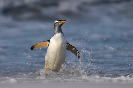Gentoo Penguins (Pygoscelis papua) coming ashore after feeding at sea on Sea Lion Island in the Falkland Islands.の写真素材