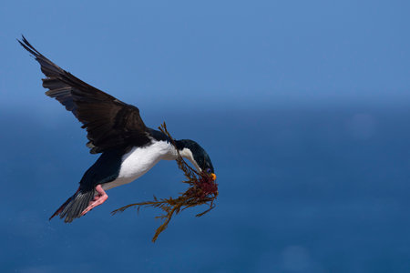 Imperial Shag (Phalacrocorax atriceps albiventer) carrying vegetation to be used as nesting material on Sea Lion Island in the Falkland Islandsの写真素材