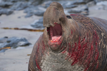 Southern Elephant Seal (Mirounga leonina) fights with a rival for control of a large harem of females during the breeding season on Sea Lion Island in the Falkland Islands.の写真素材