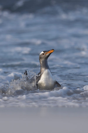Gentoo Penguins (Pygoscelis papua) coming ashore after feeding at sea on Sea Lion Island in the Falkland Islands.の写真素材