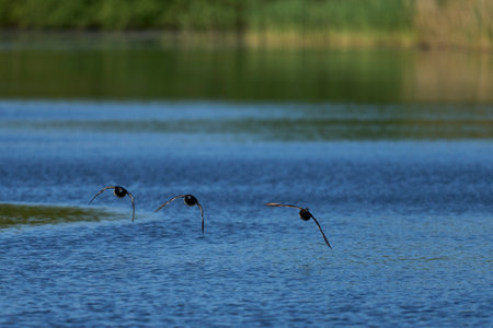 cormorants in the water on the lake, nature seriesの写真素材