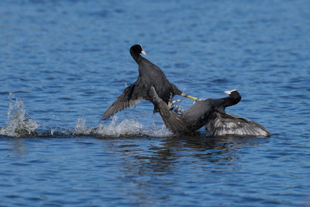 Eurasian coot (Fulica atra) fighting on a lake in Ham Wall nature reserve in Somerset, England, United Kingdom.の写真素材
