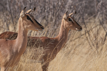 Impala Antelope - Aepyceros melampus