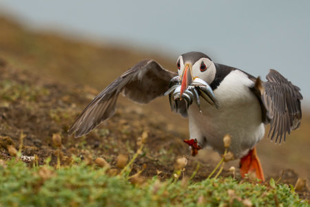 Puffin (Fratercula arctica) carrying small fish in its beak to feed its chick on Skomer Island off the coast of Pembrokeshire in Wales, United Kingdomの写真素材