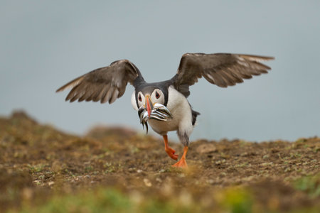 Puffin (Fratercula arctica) landing with small fish in its beak to feed its chick on Skomer Island off the coast of Pembrokeshire in Wales, United Kingdomの写真素材