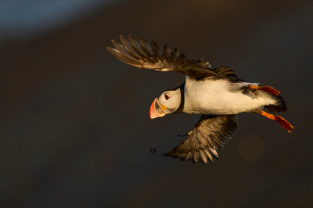 Puffin (Fratercula arctica) in flight along the coast of Skomer Island off the coast of Pembrokeshire in Wales, United Kingdomの写真素材
