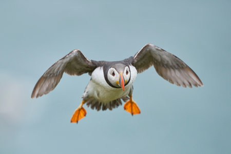 Puffin (Fratercula arctica) landing the coast of Skomer Island off the coast of Pembrokeshire in Wales, United Kingdomの写真素材