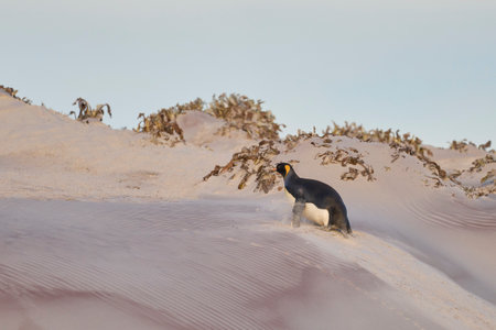 King Penguin (Aptenodytes patagonicus) climbing a steep sandy bank after coming ashore at Volunteer Point in the Falkland Islands.の写真素材