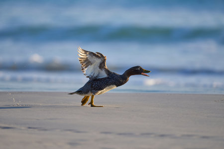 Juvenile red-throated shelduck (Larus ruficollis) on the beach