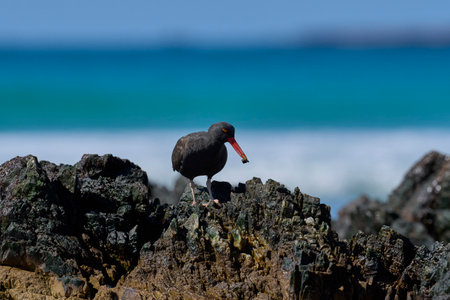 Blackish Oystercatchers (Haematopus ater) hunting food on a rocky outcrop at Volunteer Point in the Falkland Islands.の写真素材