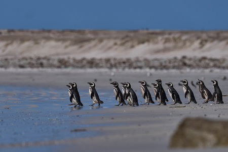Group of Magellanic Penguins (Spheniscus magellanicus) going to sea at Volunteer Point in the Falkland Islands.の写真素材