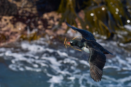 Rock Shag (Phalacrocorax magellanicus) in flight carrying pieces of tussock grass for its nest on Bleaker Island in the Falkland Islandsの写真素材