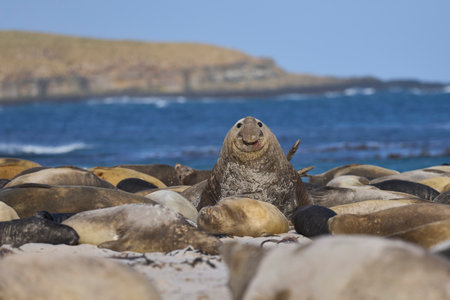 Male Southern Elephant Seal (Mirounga leonina) raises its head to check on rivals on Sea Lion Island in the Falkland Islands.の写真素材