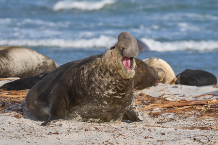 Male Southern Elephant Seal (Mirounga leonina) makes its presence known by roaring on Sea Lion Island in the Falkland Islands.の写真素材