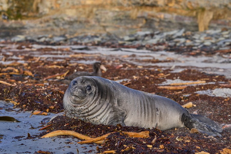 Southern Elephant Seal pup (Mirounga leonina) on a sandy beach on Sealion Island in the Falkland Islands.の写真素材
