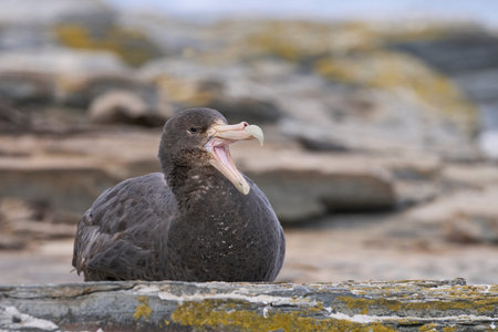 Southern Giant Petrel (Macronectes giganteus) with beak wide open on Sea Lion Island in the Falkland Islands.の写真素材