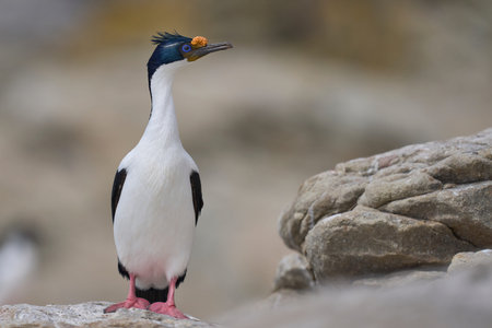 Imperial Shag (Phalacrocorax atriceps albiventer) on the coast of Carcass Island in the Falkland Islandsの写真素材