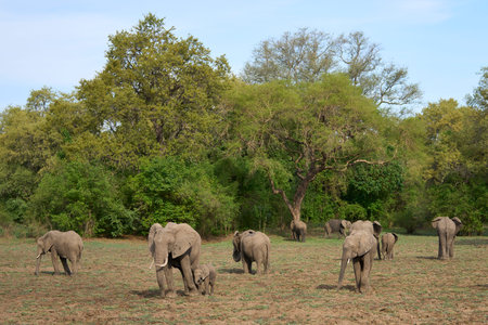 Group of African Elephant (Loxodonta africana) in South Luangwa National Park, Zambia