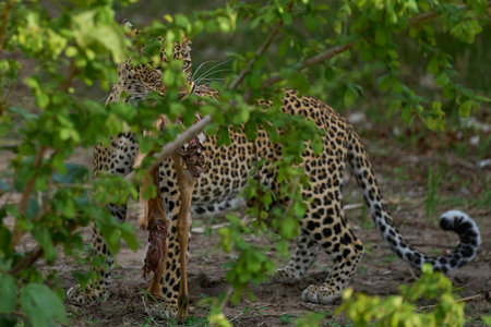 Female Leopard (Panthera pardus) carrying part of an Impala recently hunted in South Luangwa...