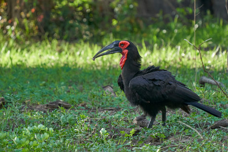 Southern Ground-Hornbill (Bucorvus leadbeateri) carrying prey in its beak in South Luangwa National Park, Zambiaの写真素材