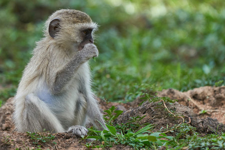 Vervet monkey (Cercopithecus pygerythrus) in Sri Lanka