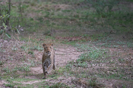 Female Leopard (Panthera pardus) hunting in South Luangwa National Park, Zambia