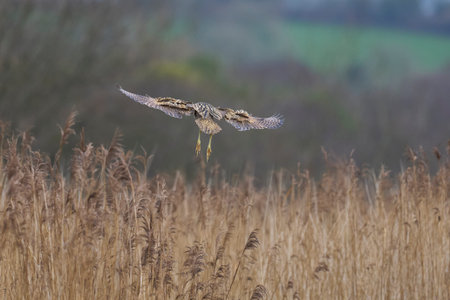 Bittern (Botaurus Stellaris) landing amongst the reedbeds of the Somerset Levels in Somerset, United...