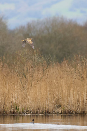 Bittern (Botaurus Stellaris) flying low over the reedbeds of the Somerset Levels in Somerset, United...