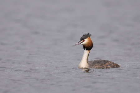 Great Crested Grebe (Podiceps cristatus) swimming on a lake in the Somerset Levels, Somerset, United...