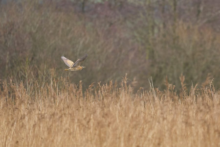 Bittern (Botaurus Stellaris) flying low over the reedbeds of the Somerset Levels in Somerset, United...