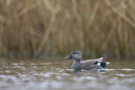 Northern pintail, Anas acuta, single male on water, Warwickshireの写真素材