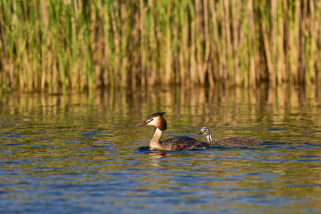 Great crested grebe, Podiceps cristatus, single male on water, UK