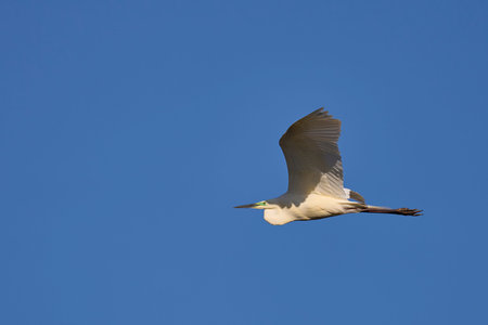 Little egret flying in the blue sky (Ardea alba)