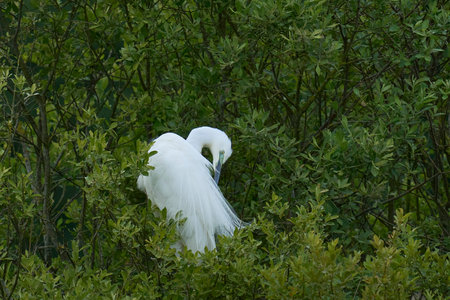 Great egret (Ardea alba) in the mangrove forest