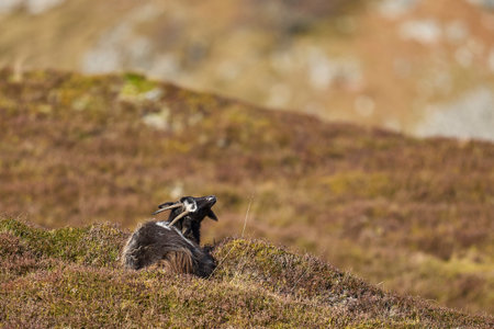 A black and white goat sitting on a rock in the Scottish Highlands.の写真素材