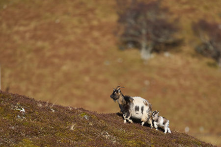 Mountain goat on a hillside in the Scottish Highlands, UKの写真素材