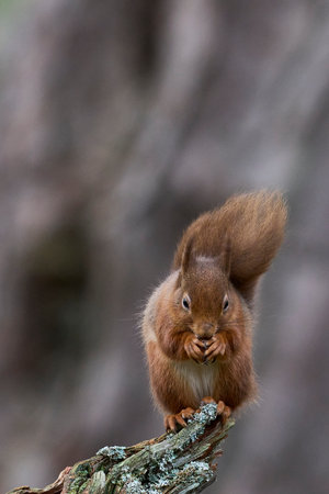 Red squirrel sitting on a tree trunk with a nut in its beakの写真素材