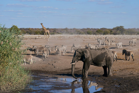 Elephants drinking at a waterhole in Etosha National Park, Namibia
