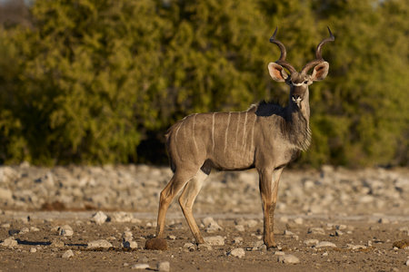Male Kudu in Etosha National Park, Namibiaの写真素材