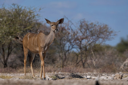 Female Greater Kudu (Tragelaphus strepsiceros) at a waterhole in Onguma Nature Reserve bordering Etosha National Park, Namibia.の写真素材