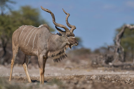 Male Greater Kudu (Tragelaphus strepsiceros) with its horns covered in mud at a waterhole in Onguma Nature Reserve bordering Etosha National Park, Namibia.の写真素材