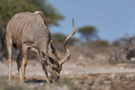 Male Greater Kudu (Tragelaphus strepsiceros) drinking at a waterhole in Onguma Nature Reserve bordering Etosha National Park, Namibia.の写真素材