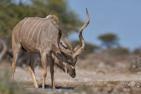 Male Greater Kudu (Tragelaphus strepsiceros) covering its horns in mud at a waterhole in Onguma Nature Reserve bordering Etosha National Park, Namibia.の写真素材